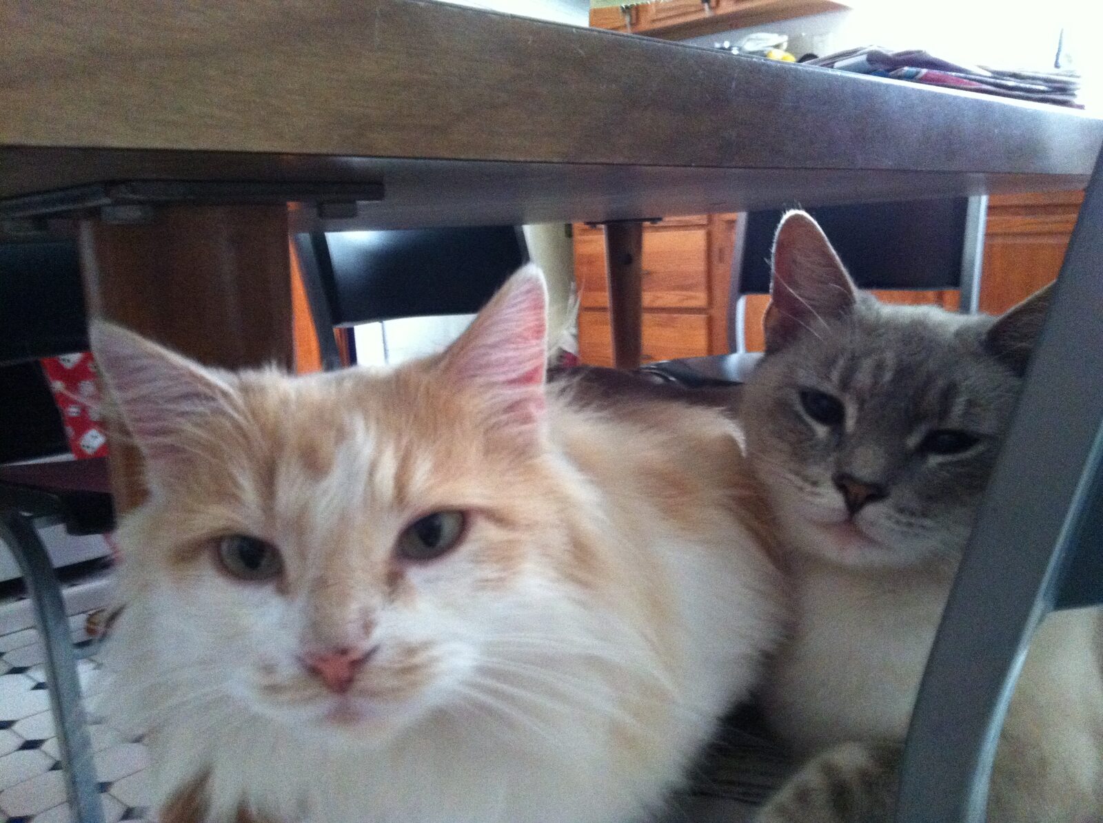 Kitty 1 beside her gray daughter, Belle